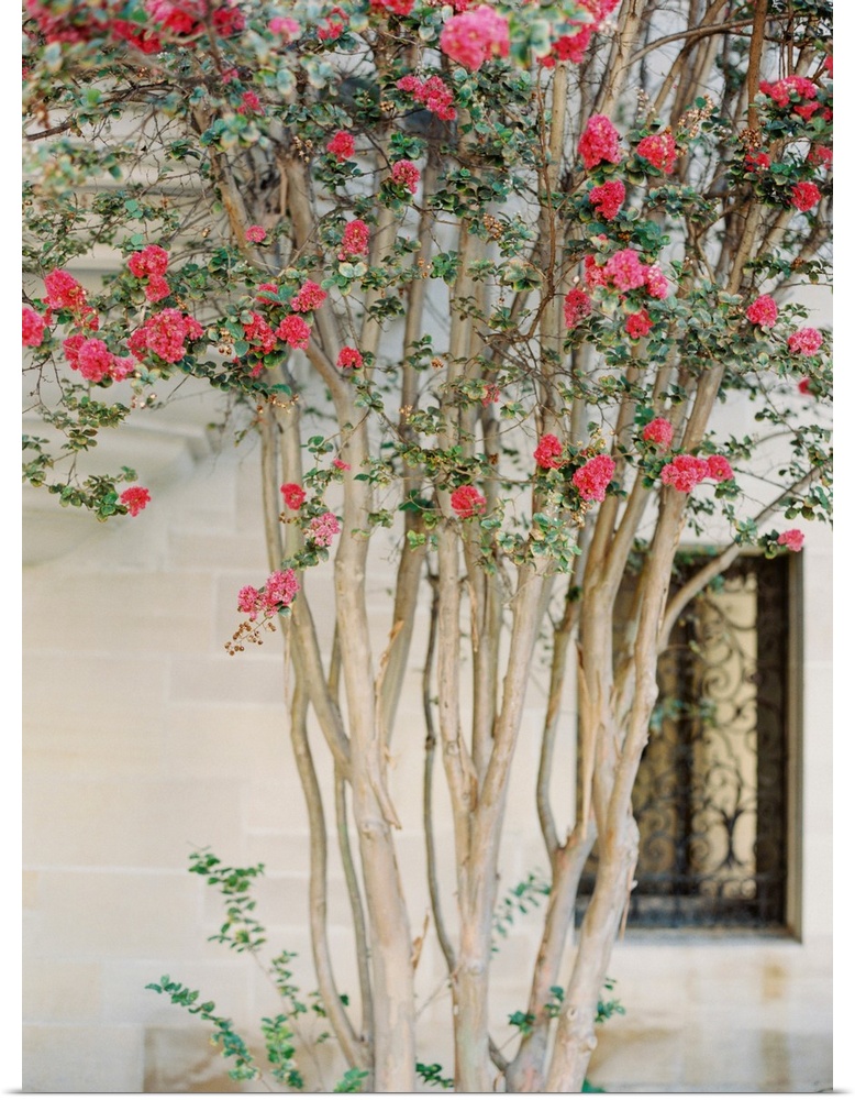 Photograph of a slender branched tree with dark pink blossoms in from of a stone building.