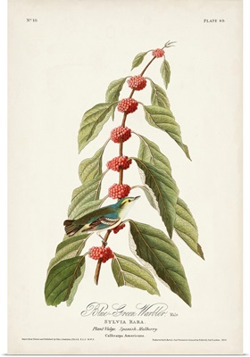 Blue-Green Warbler