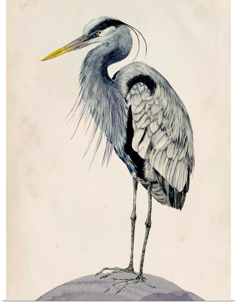 Detailed painted illustration of a blue heron sitting on a rock.
