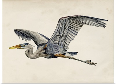 Blue Heron Rendering III