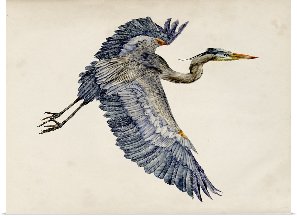 Illustration of a Great Blue Heron in flight on a parchment background.