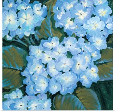 Blue Hydrangeas I