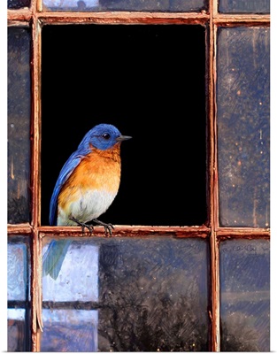 Bluebird Window