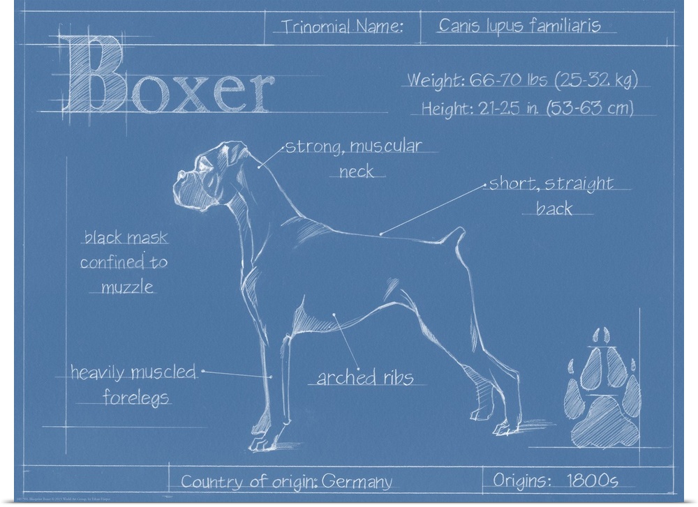"Blueprint" illustration showing the parts of a Boxer dog.