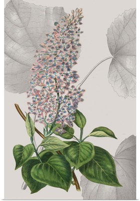 Botanical Arrangement IV