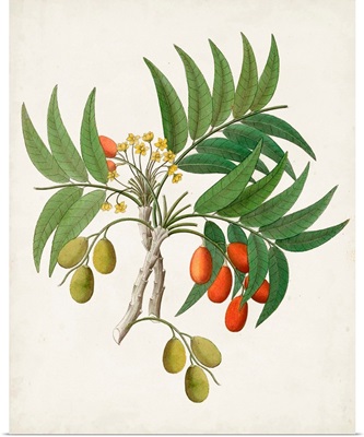 Botanical of the Tropics VI
