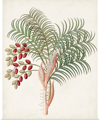 Botanical of the Tropics VII