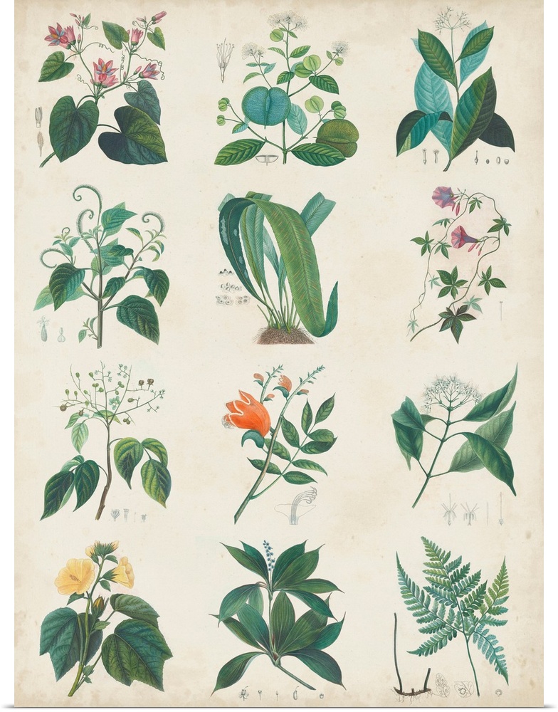 Botanical Schema II