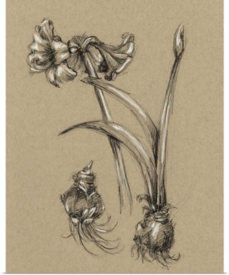 Botanical Sketch Black and White IV