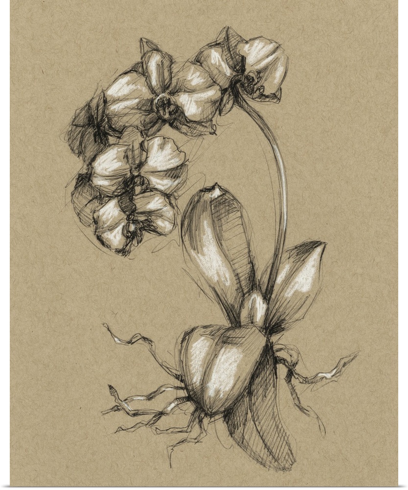 Decorative print of a botanical drawing featuring orchids.