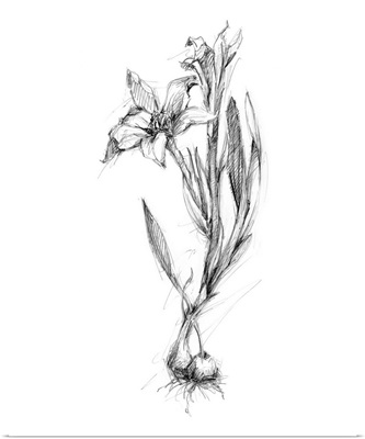Botanical Sketch I