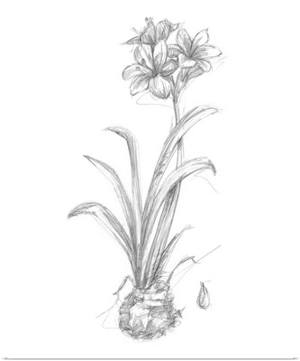 Botanical Sketch II