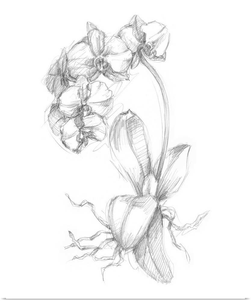 Decorative print of a botanical drawing featuring orchids.