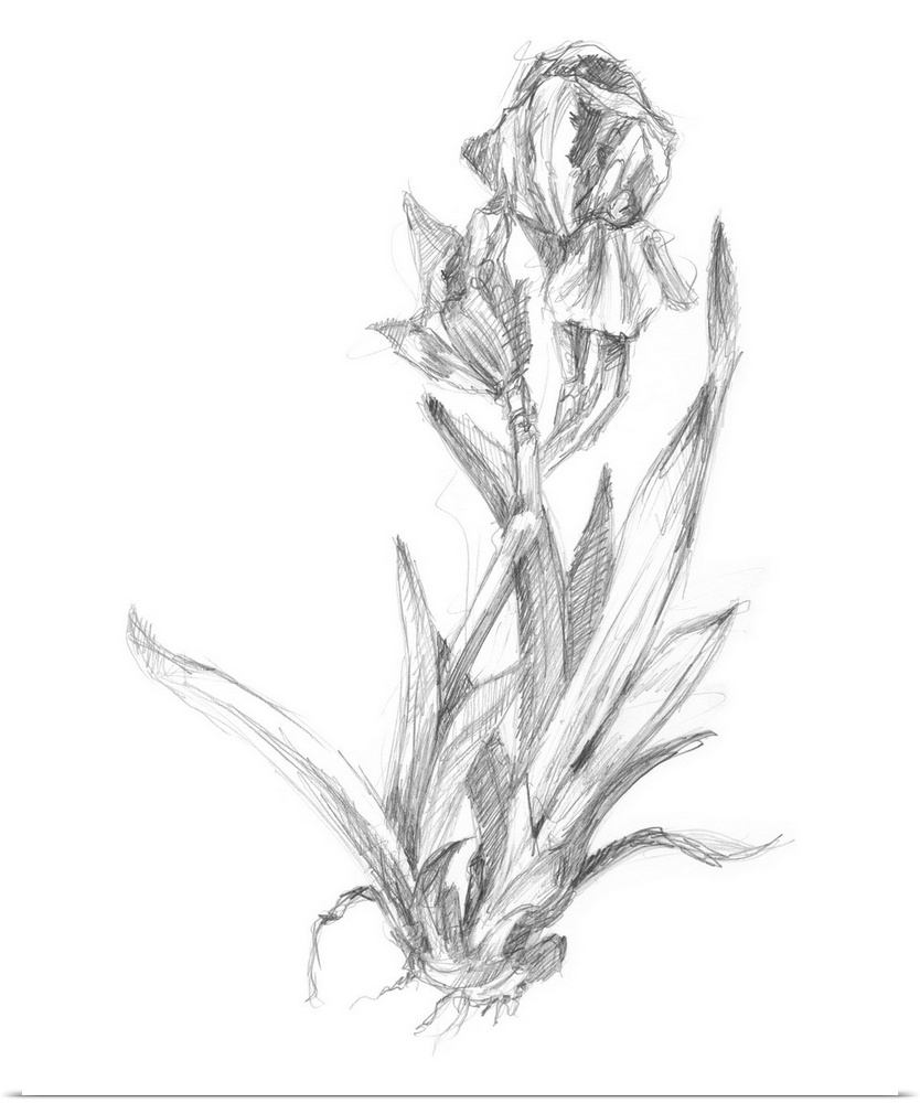 Decorative print of a botanical drawing featuring a growing lily.