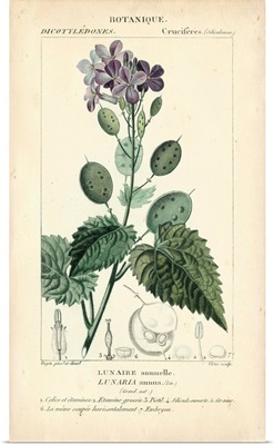 Botanique Study in Lavender III
