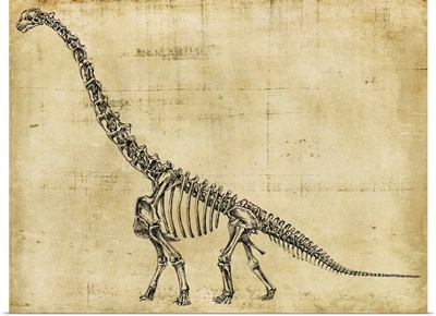 Brachiosaurus Study