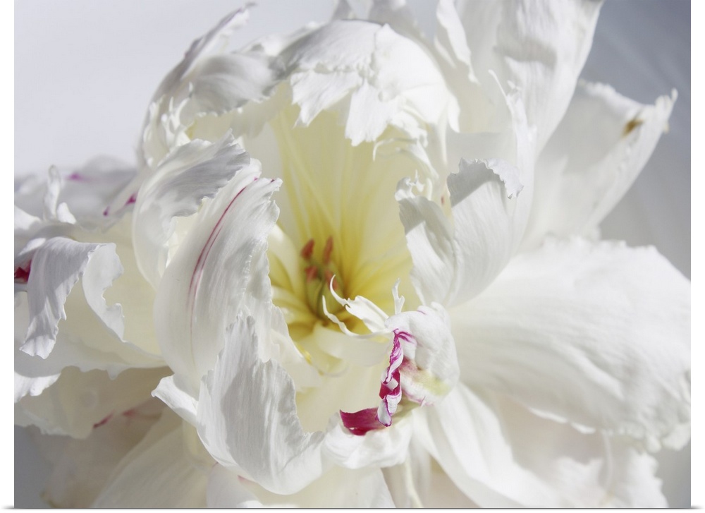 A close-up photo of a dainty white flower exudes the feeling being breathless.