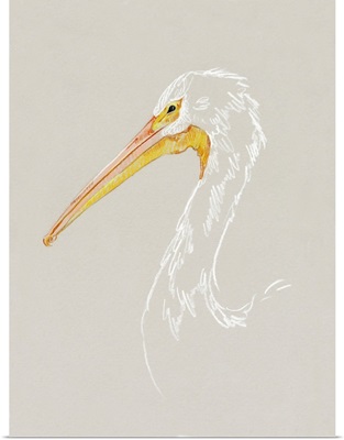 Bright Pelican Sketch I