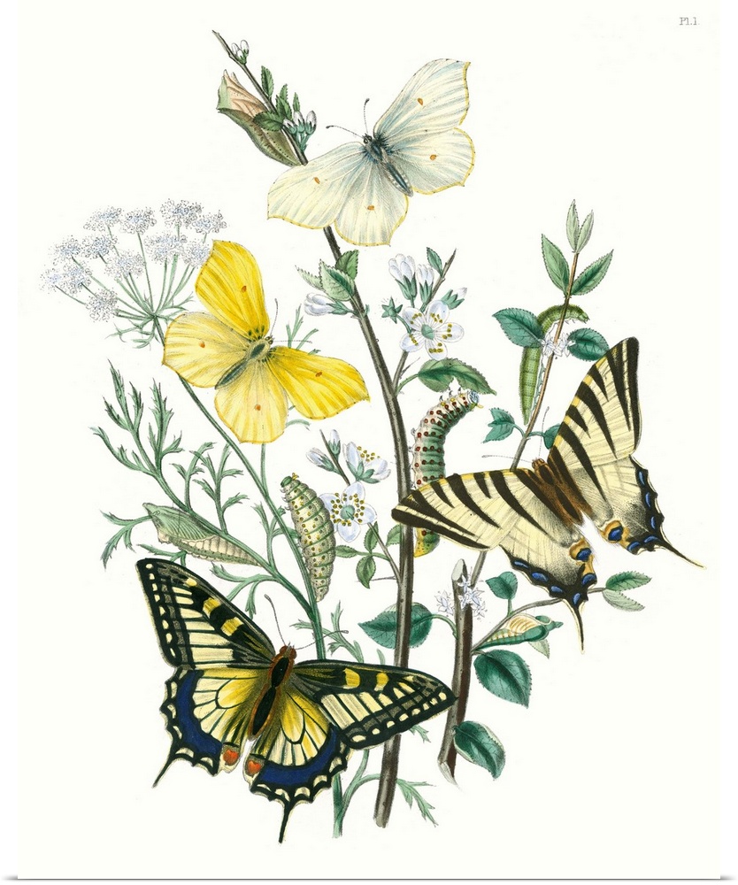 This contemporary illustration created in a vintage style features fluttering butterflies and caterpillars crawling around...