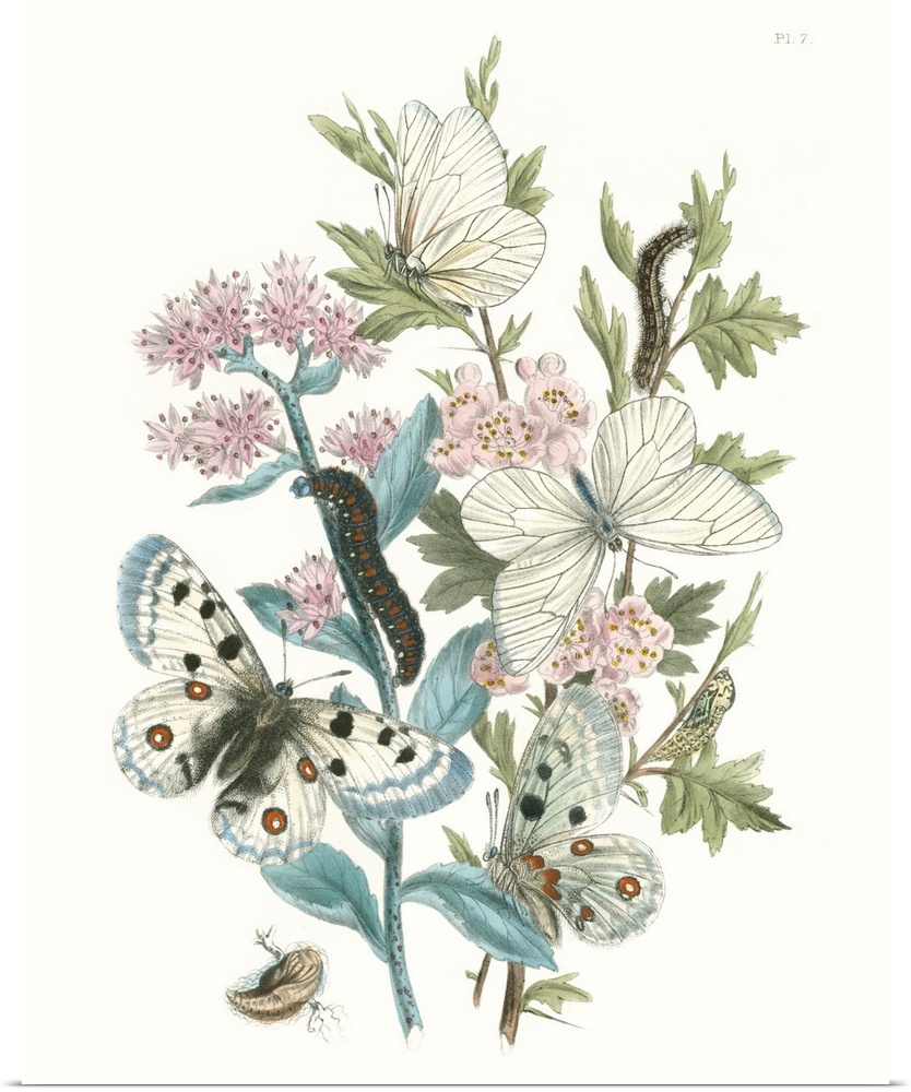 This contemporary illustration created in a vintage style features fluttering butterflies and caterpillars crawling around...