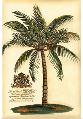 British Colonial Palm III