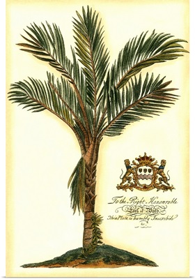 British Colonial Palm IV