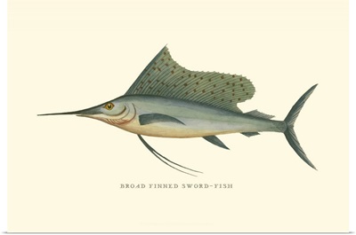 Broad Finned Sword-Fish