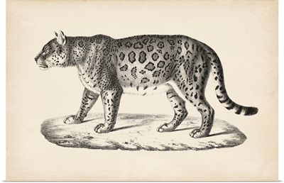 Brodtmann Female Leopard