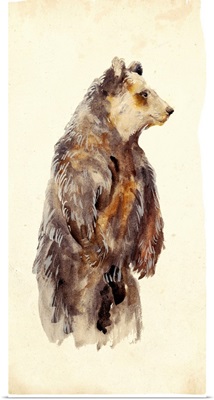Brown Bear Stare II