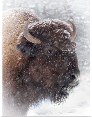 Buffalo In Snow