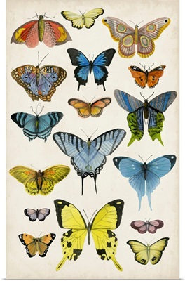 Butterfly Taxonomy II