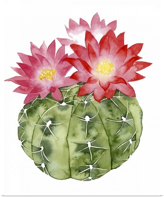 Cactus Bloom III