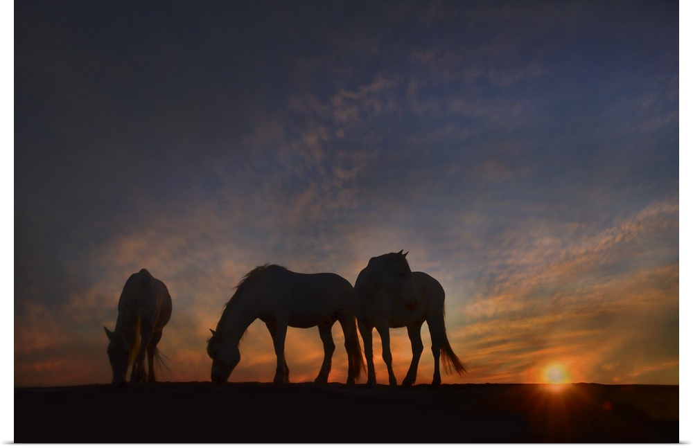 Fine art photo of three silhouetted horses grazing at sunset.