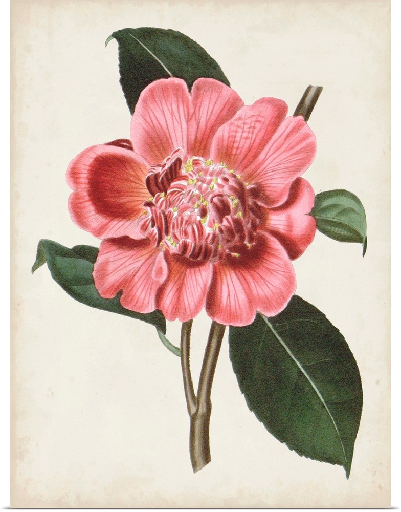 Vintage-inspired botanical illustration of a carnelian pink flower.