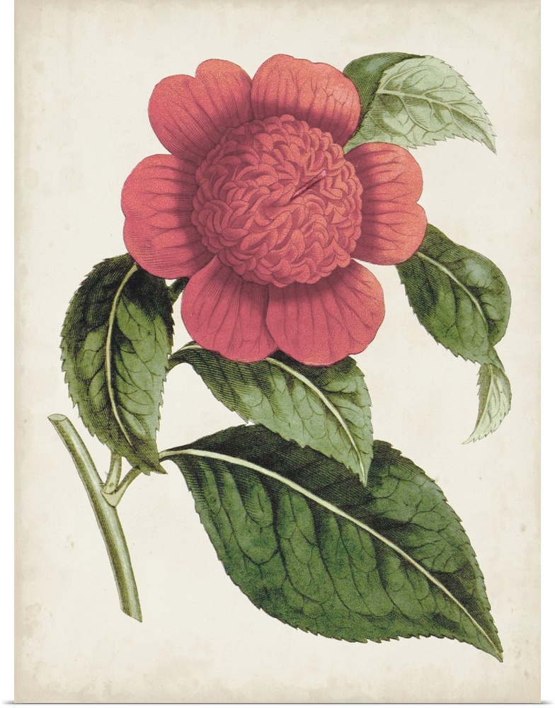 Vintage-inspired botanical illustration of a carnelian pink flower.