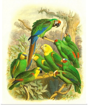 Cassel Tropical Birds I