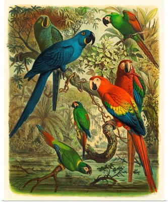 Cassel Tropical Birds III