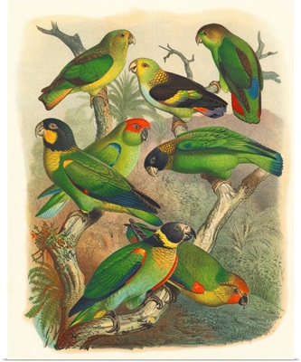 Cassel Tropical Birds IV