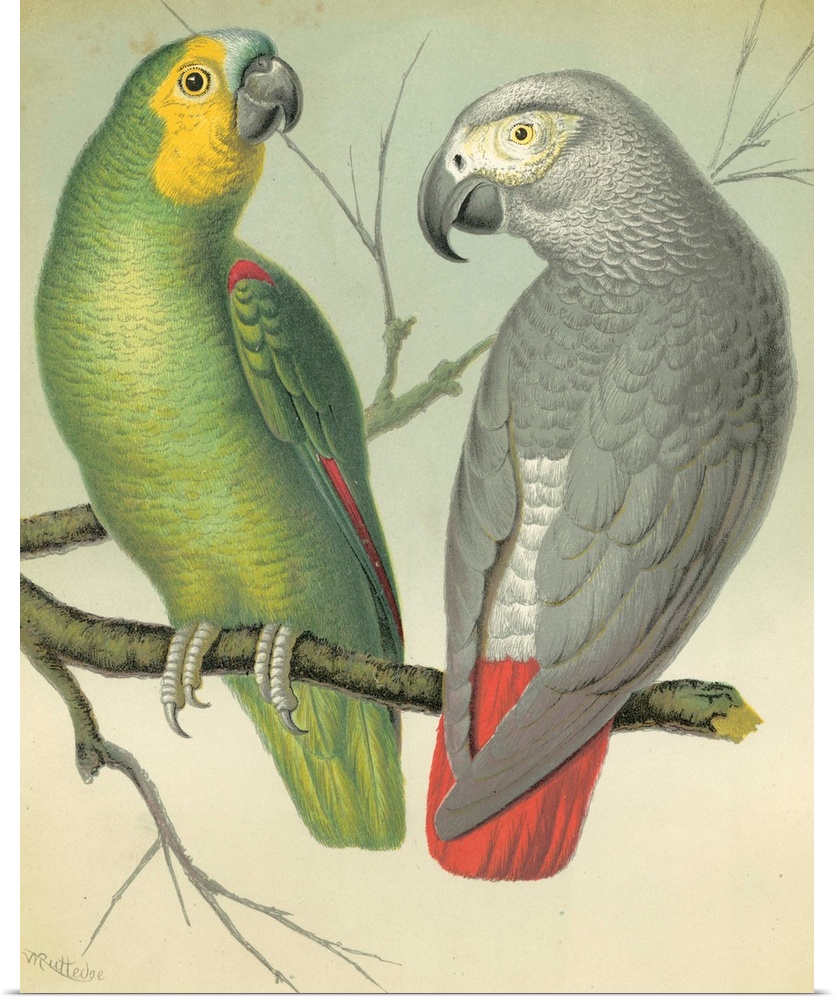 Cassell's Parrots II