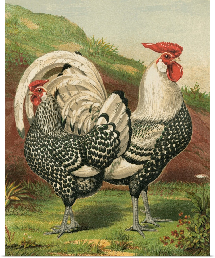 Cassell's Roosters III