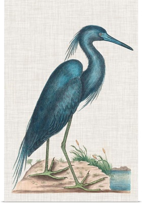 Catesby Heron II