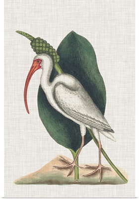 Catesby Heron VI