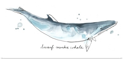 Cetacea Dwarf Minke Whale