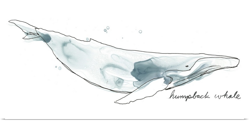 Fun contemporary watercolor drawing of a humpback whale.