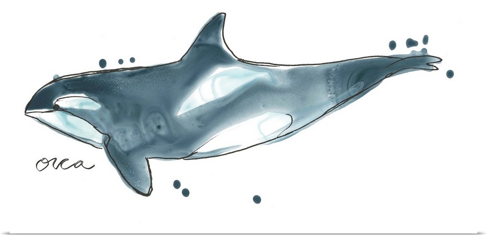 Fun contemporary watercolor drawing of an orca whale.