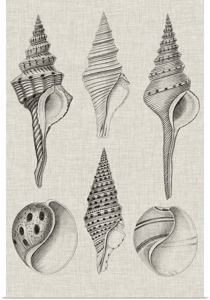Vintage-inspired shell illustration on a gray background.