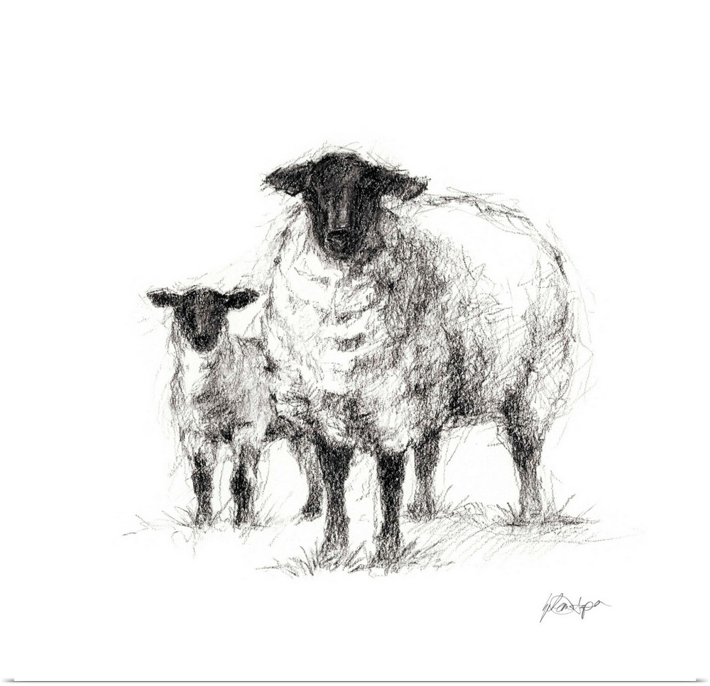 Charcoal sheep illustration in black and white.