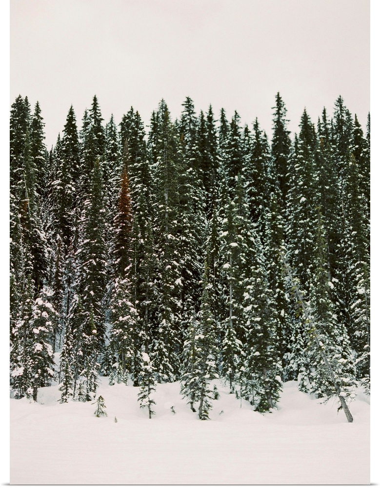 Photograph of evergreen trees dripping with snow, Banff National Park, Canada