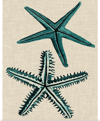 Coastal Starfish I