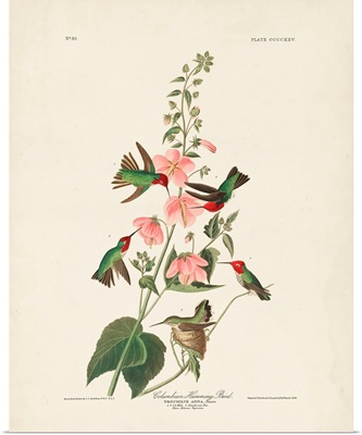 Columbian Hummingbird